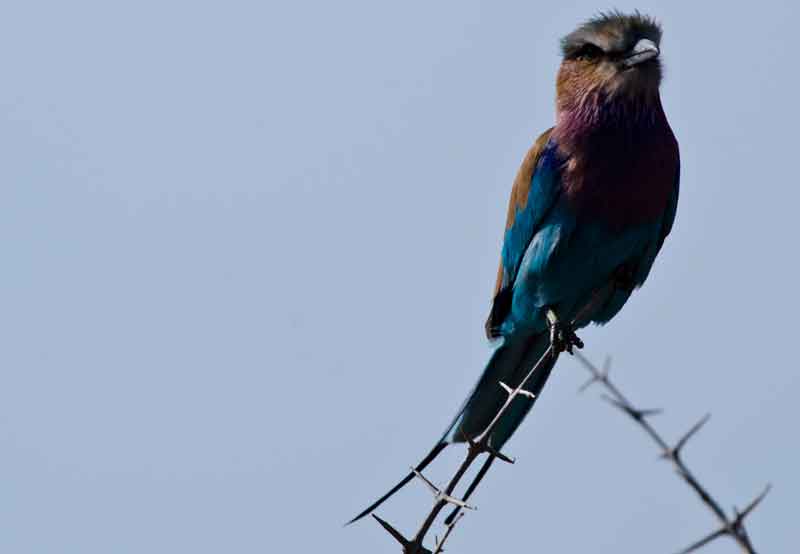 Carrack Lilac Brested - reserva de animales Mahango - Namibia 2.jpg